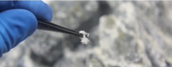 Rat Control Preventing Health Risks Through Safe Eradication Methods