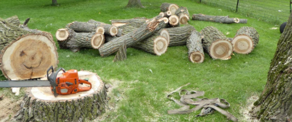 Hagen Environmental Services – Hagen Environmental Services | Eco-Friendly Pest Control and Environmental Care