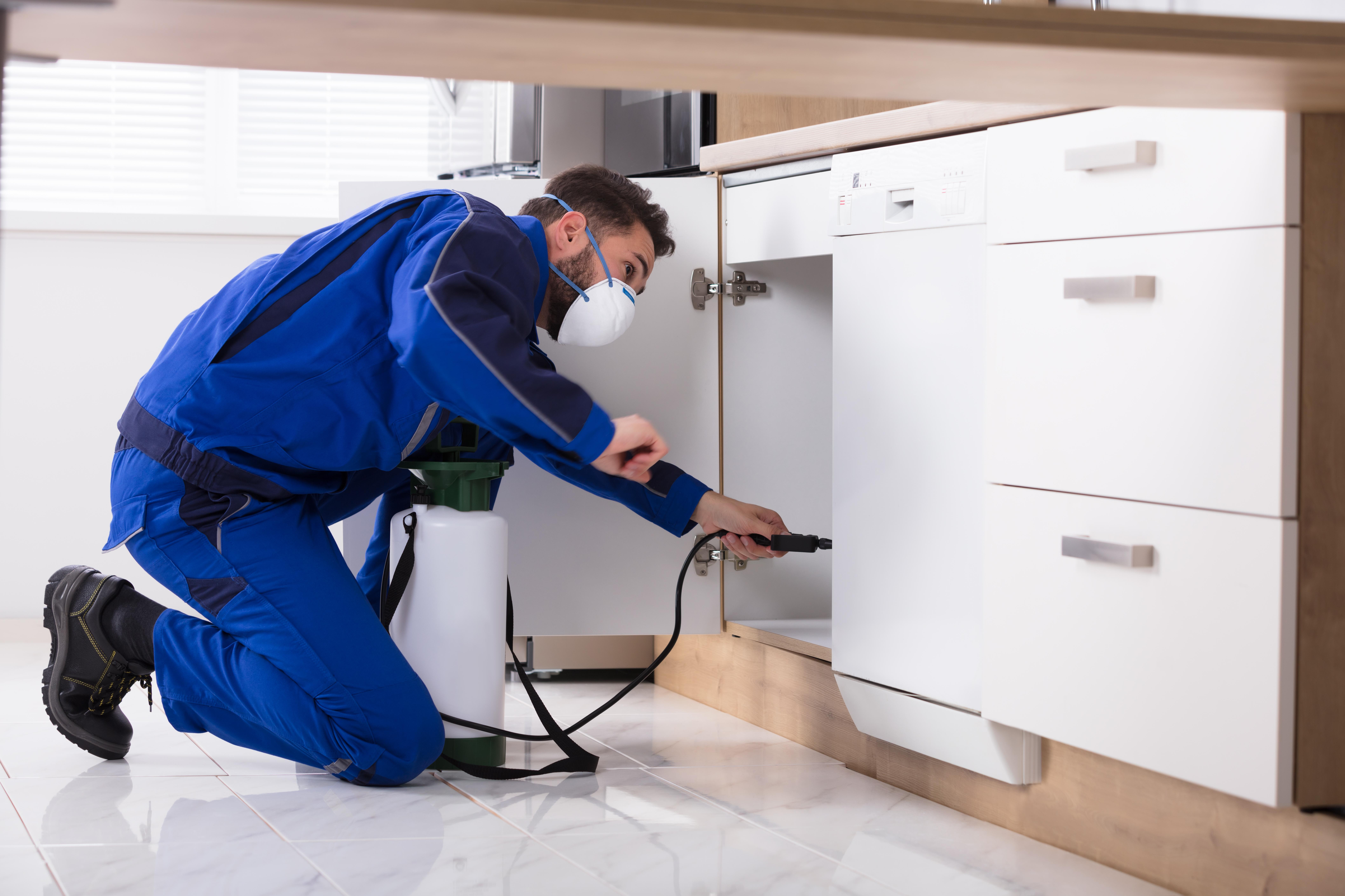 How Can Pests In The House Hinder Your Sleep?